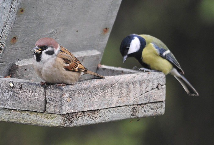 Avifauna humor